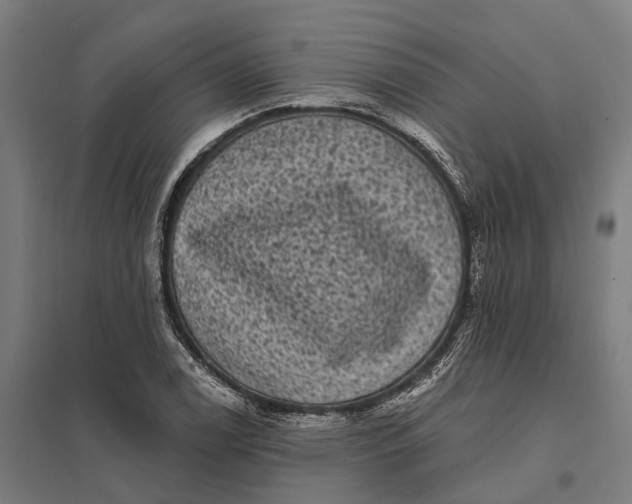 X0000097851122200803281242