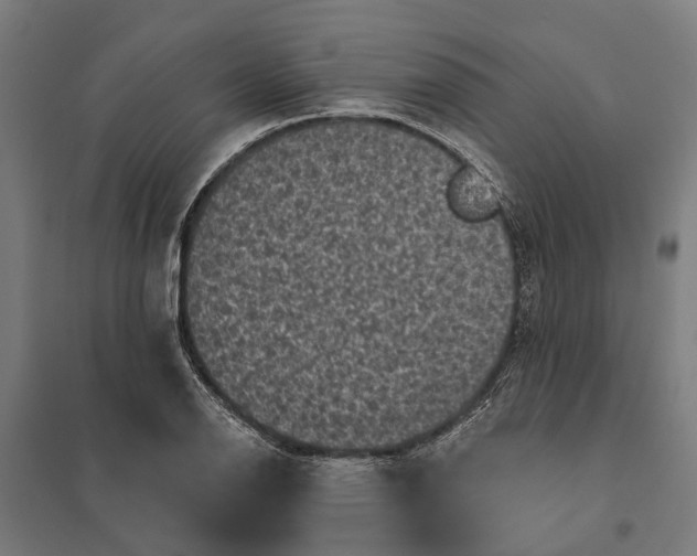 X0000097851126200803281242