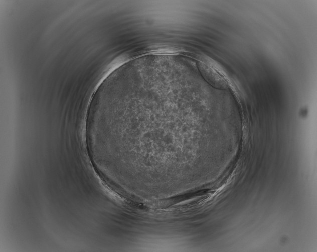 X0000097851194200803281240