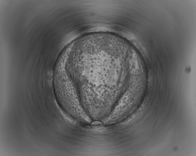 X0000097851233200803281240