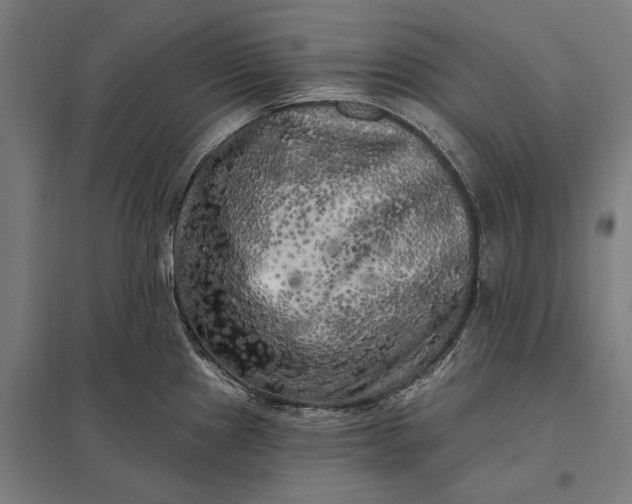 X0000097851241200803281240