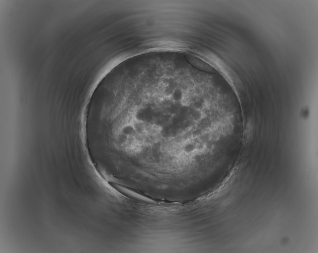 X0000097851243200803281240