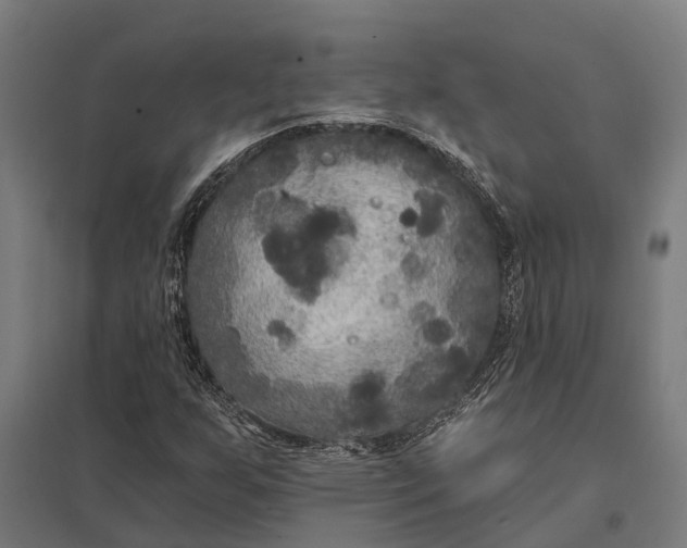 X0000097851255200803281240