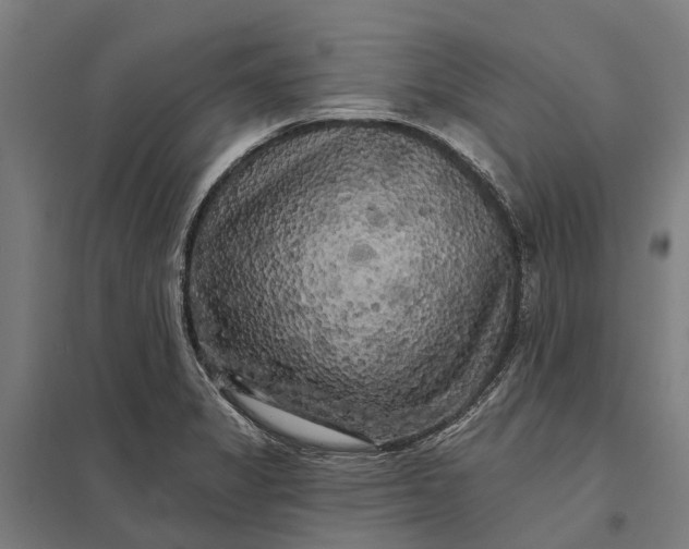 X0000097851325200803281238