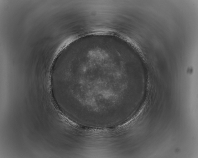 X0000097851362200803281238