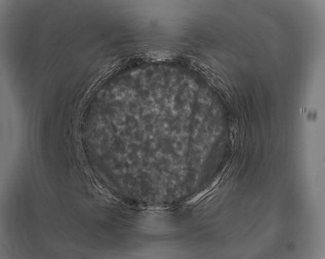 X0000097851393200803281236