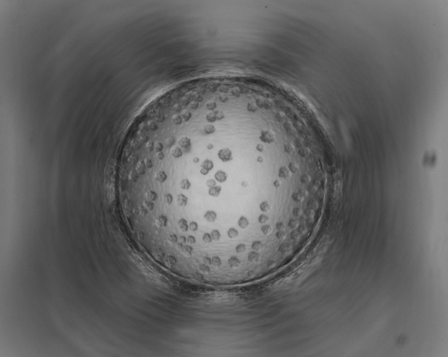 X0000097851409200803281237