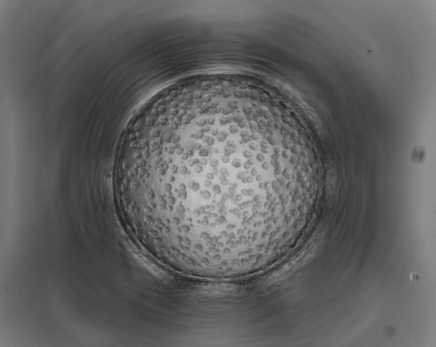 X0000097851417200803281237