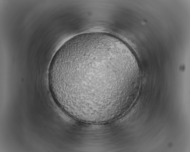 X0000097851423200803281237