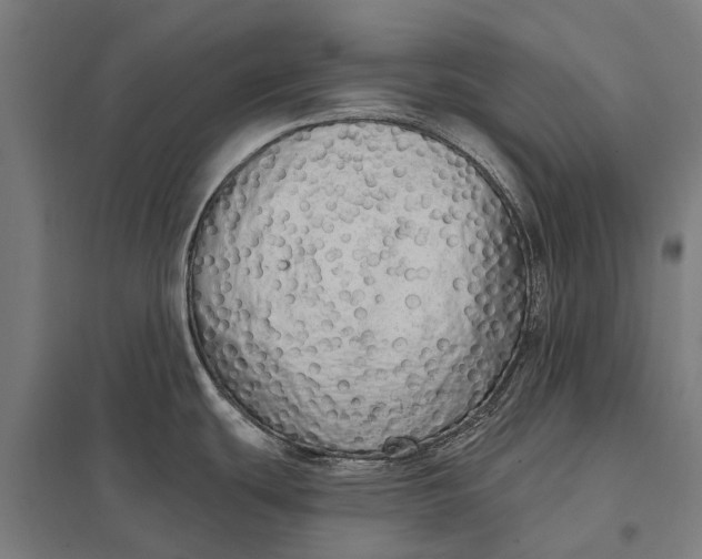 X0000097851439200803281237