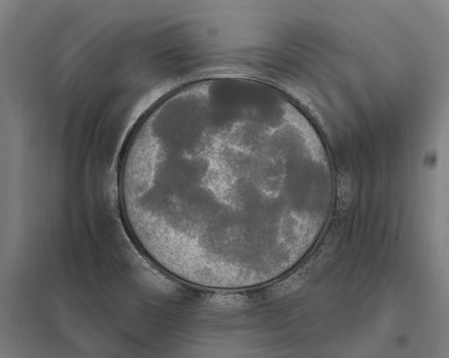 X0000097851466200803281236