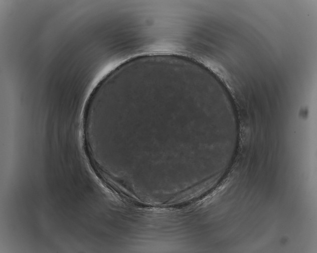 X0000097851469200803281236