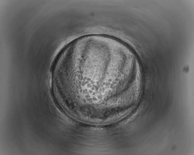 X0000097851509200803281235