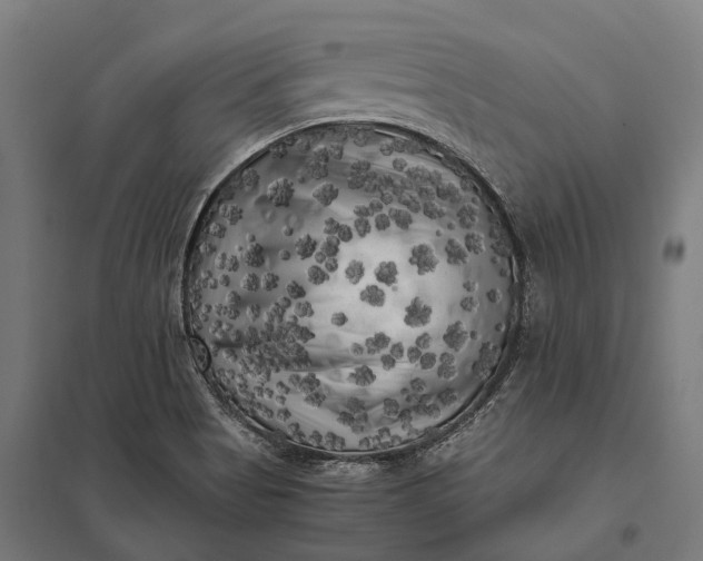 X0000097851513200803281235