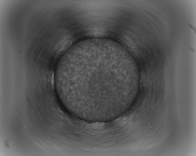 X0000097850024200804041516