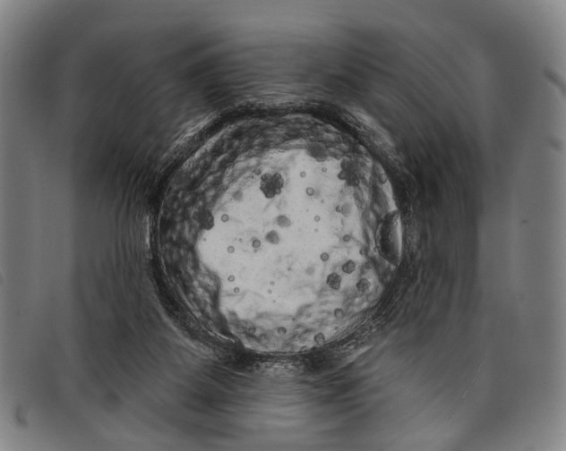 X0000097850115200804041515