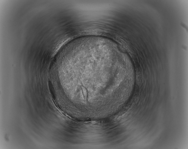 X0000097850434200804041510