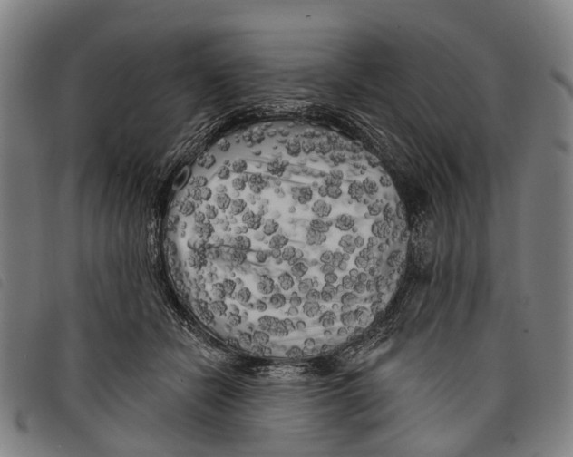 X0000097850462200804041510