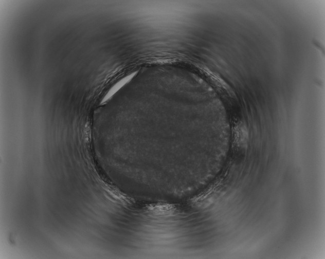 X0000097850517200804041509