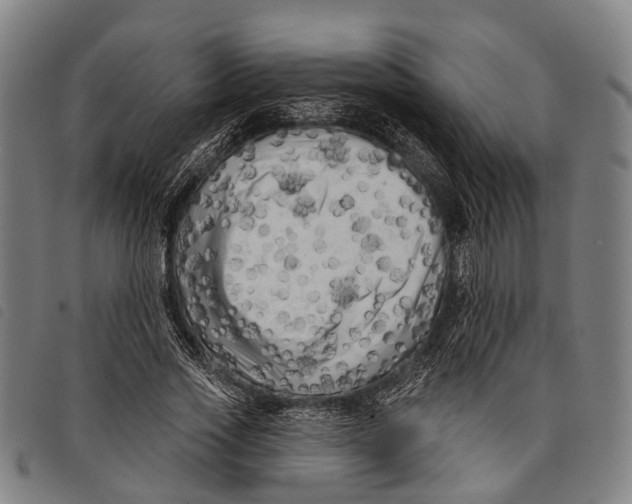 X0000097850733200804041505