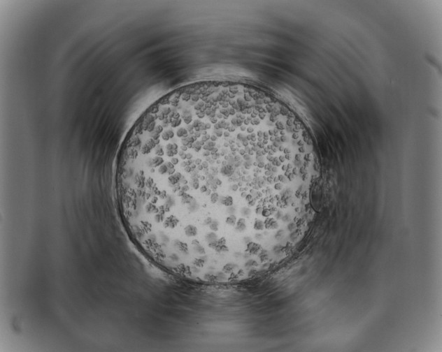 X0000097851103200804041500