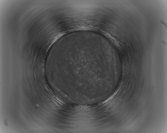 X0000097851170200804041459