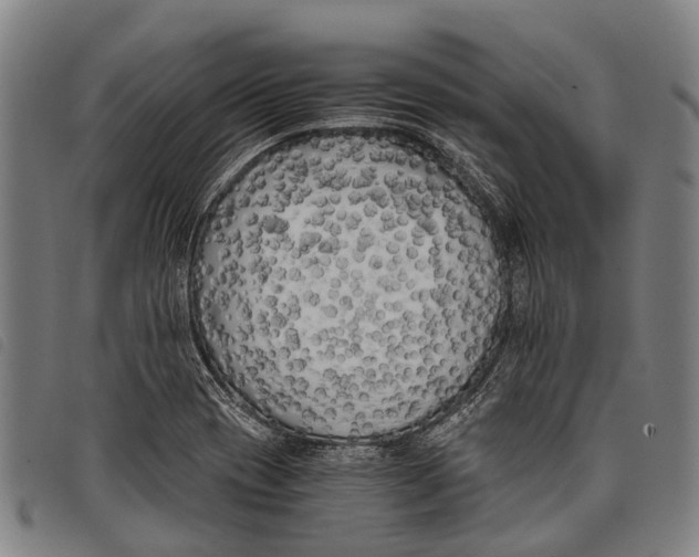 X0000097851417200804041456