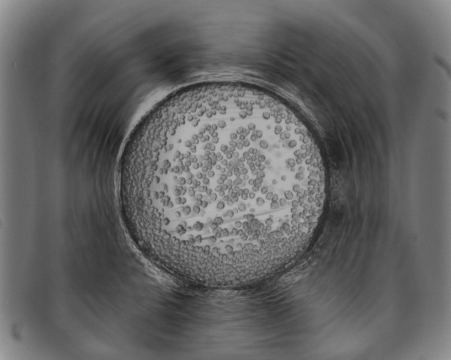 X0000097851424200804041456