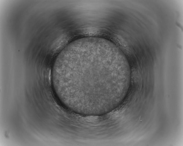 X0000097850024200804111139