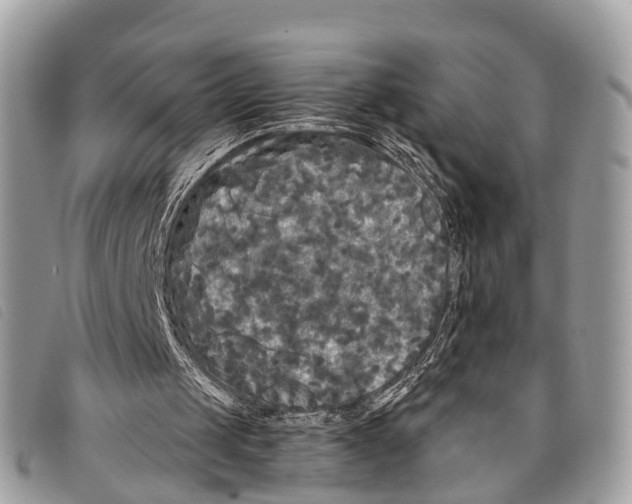 X0000097850049200804111137