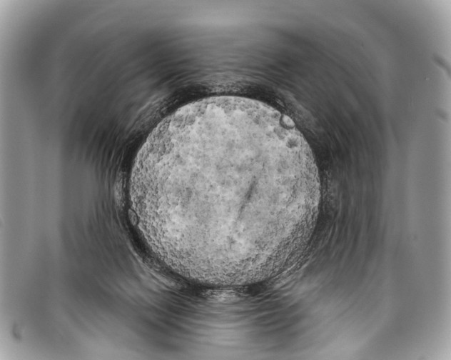 X0000097850074200804111138