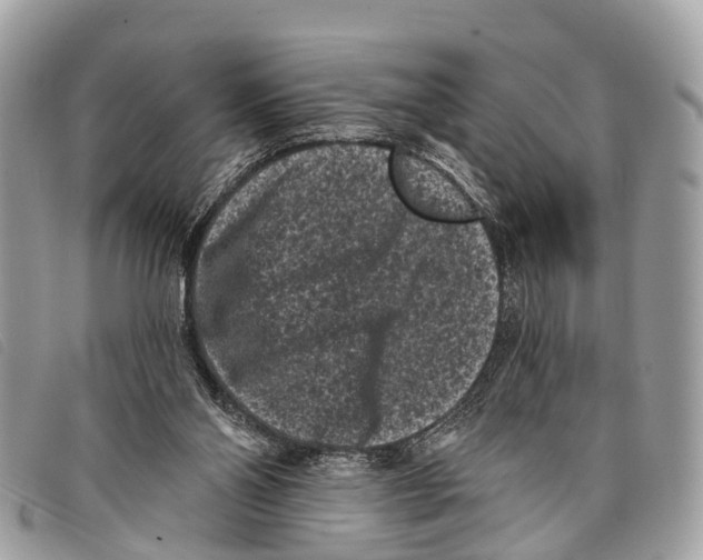 X0000097850110200804111137