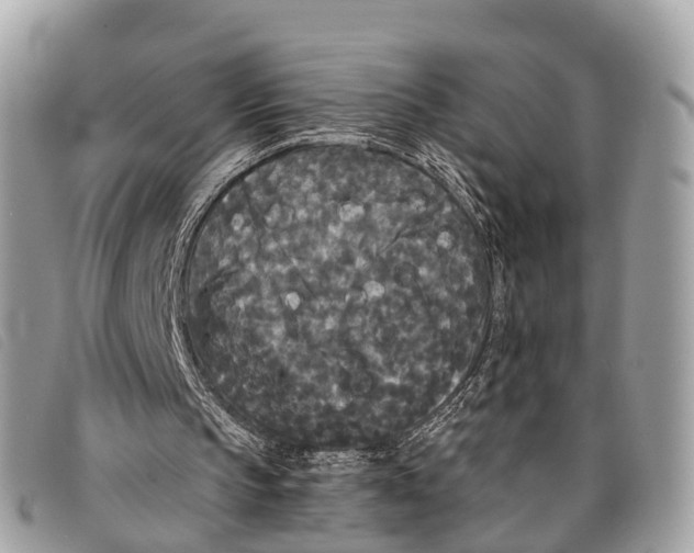 X0000097850145200804111136