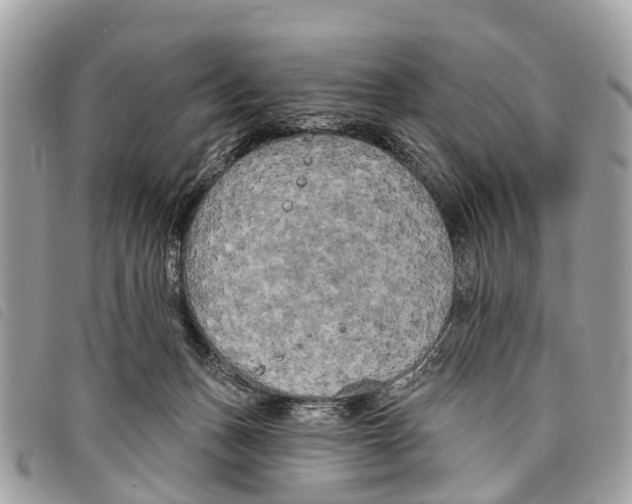 X0000097850175200804111136