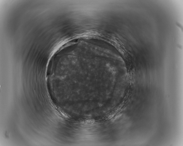 X0000097850196200804111136