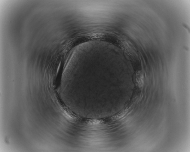 X0000097850235200804111135