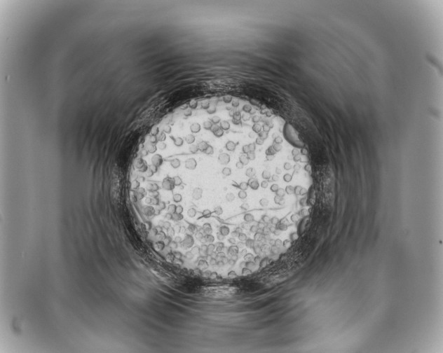 X0000097850266200804111135