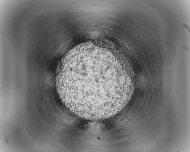 X0000097850272200804111135