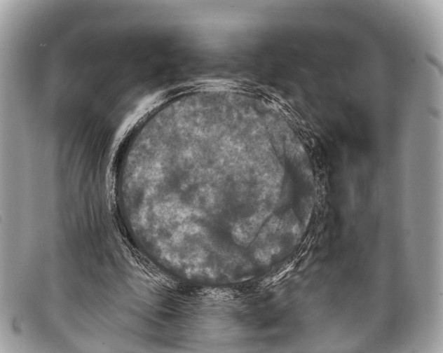 X0000097850343200804111133