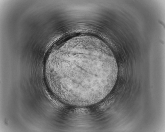 X0000097850446200804111132