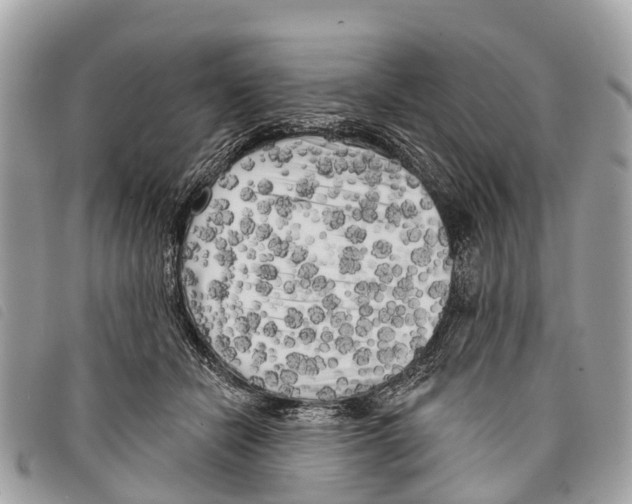 X0000097850462200804111132