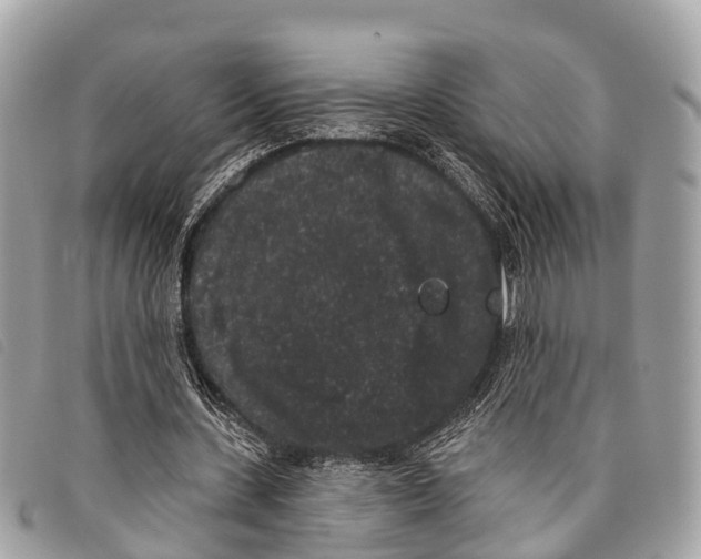 X0000097850531200804111130