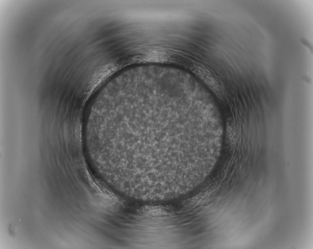 X0000097850534200804111130