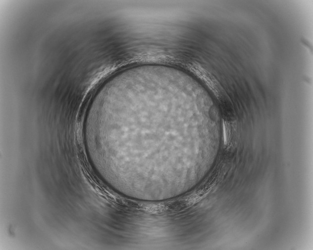 X0000097850579200804111130