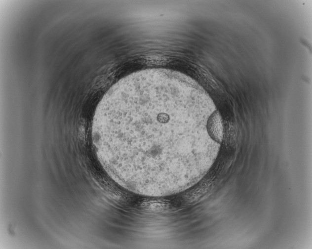 X0000097850655200804111129