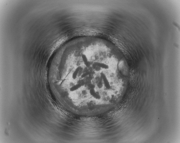 X0000097850679200804111129