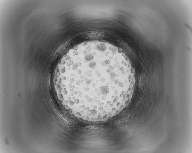 X0000097850733200804111128