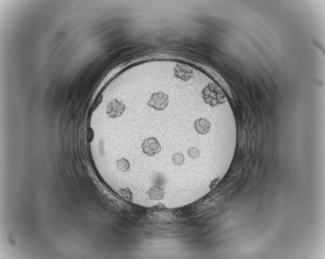 X0000097850911200804111125