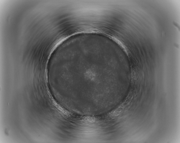 X0000097850935200804111125