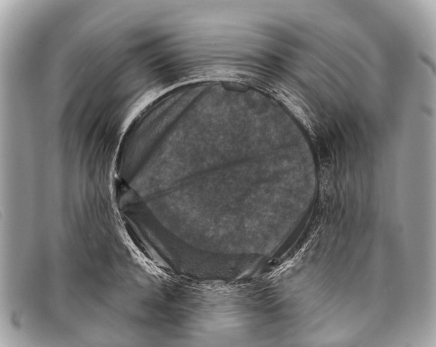 X0000097850944200804111125